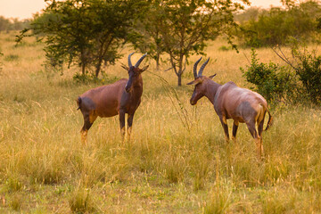 fighting antelopes