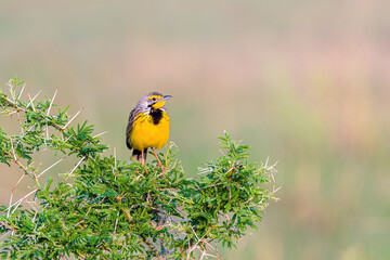 Yellow Throated Longclaw