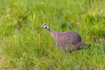 Perlhuhn