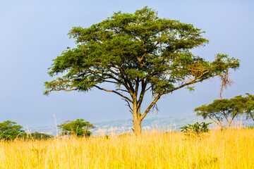 tree in the field