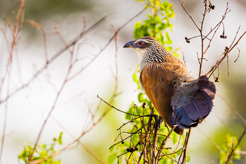 White Browed Coucal