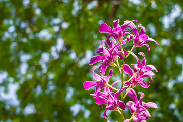 Pink flowers and leaves of phalaenopsis orchid, Home and Garden ornamental plant. Room interior decoration.