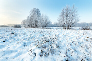 Beautiful winter day with trees covered with hoarfrost