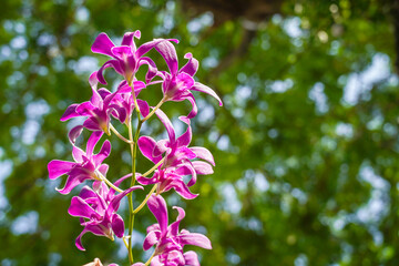 Pink flowers and leaves of phalaenopsis orchid, Home and Garden ornamental plant. Room interior decoration.