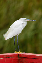 Little Egret