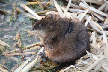 Muskrat, Elk Island National Park, Alberta