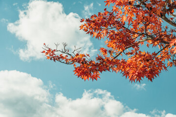 紅葉と青い空