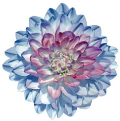 Tuinposter Blue   dahlia  flower  on  isolated background with clipping path. Closeup. For design. Transparent background. © nadezhda F