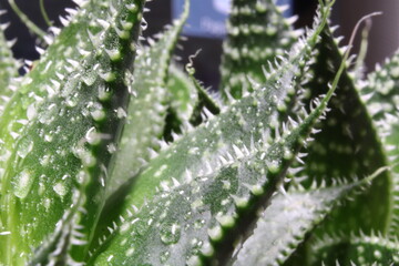 Ein Nahaufnahme Kaktus mit funkelnden Wassertropfen. Die Tropfen reflektieren das Licht und verleihen der Szene eine frische, lebendige Atmosphäre. Perfekt für Naturliebhaber!