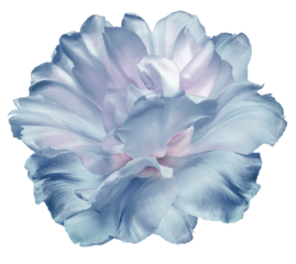 Light blue  tulip flower  on  isolated background with clipping path. Closeup.   For design.   Transparent background. Nature.