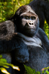 Mountain Gorilla