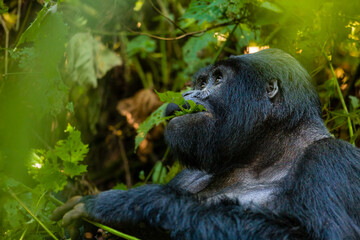 Mountain Gorilla
