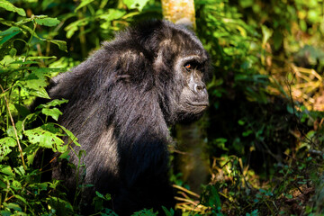 Mountain Gorilla