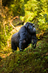 Mountain Gorilla