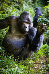 Mountain Gorilla