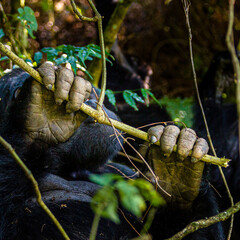 Mountain Gorilla