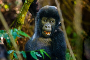 Mountain Gorilla