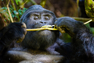 Mountain Gorilla