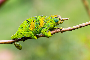 Chamäleon