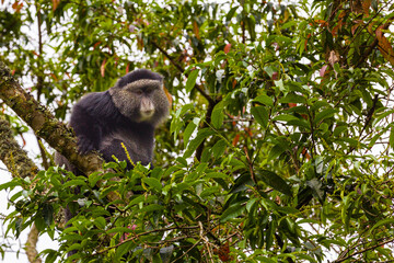 Fototapeta premium Blue Monkey