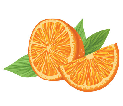Vector illustration of cut orange with slice and foliage composition. Image with citrus. Clip art with summer juicy fruit