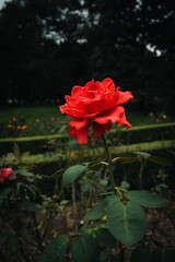 公園に咲く赤いバラ