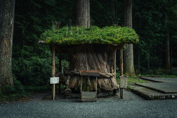 小國神社と御神木