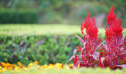 red flowers in the garden