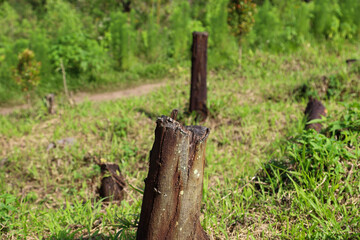 tree trunks in tropical forests that are cut down.  the concept of illegal logging in the forest