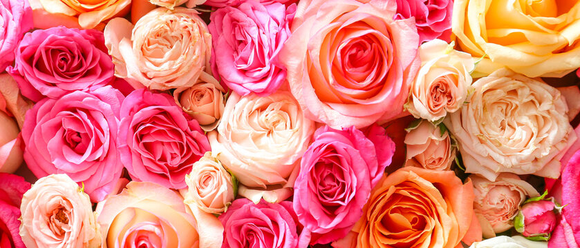 Beautiful rose flowers as background