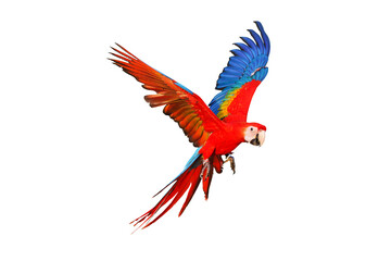 Colorful flying parrot isolated on transparent background.