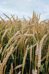 Closeup view of wheat field in countryside