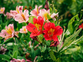 Obraz premium Flowers in the garden