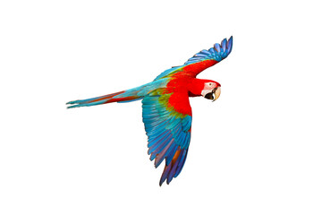 Colorful flying parrot isolated on transparent background.
