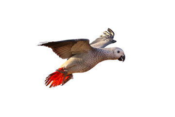 African gray parrot flying isolated on transparent background png file	