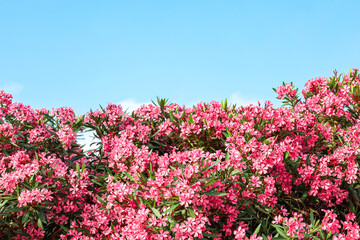 Obraz premium Beautiful pink flowers against blue sky