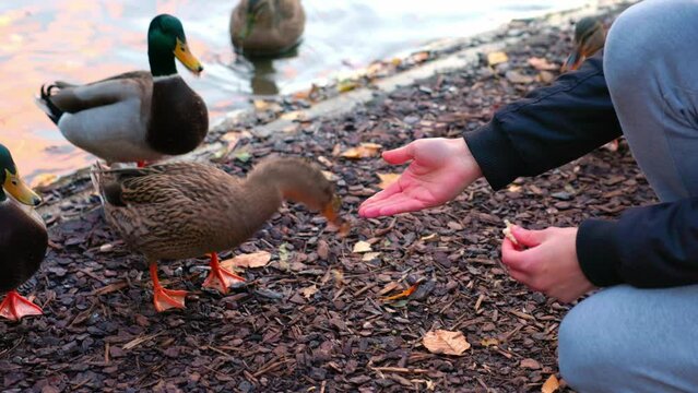 Person Feeding Sord Of Mallard Ducks On The Lakeshore At Stadtpark In Vienna, Austria. closeup