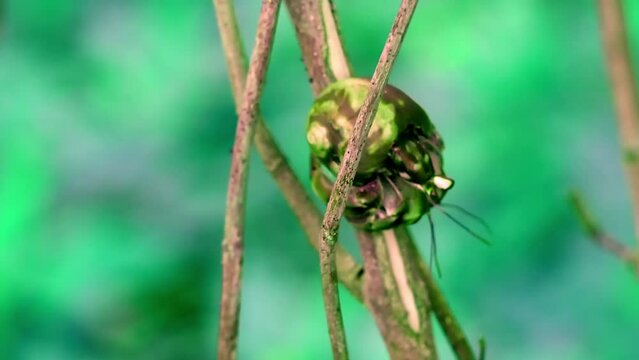 Strange and unique insect like a snail shell  climbs down across a tree in front of the camera in the jungle of Costa Rica in a still shot  on a beautiful sunny day