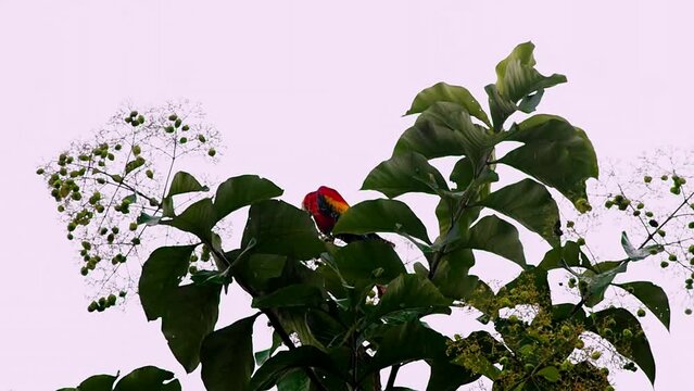 Strange and unique yellow blue red and black parrot  in a tree in front of the camera in the jungle of Costa Rica in a still shot  on a beautiful rainy day with loads of jungle trees leaves sun etc