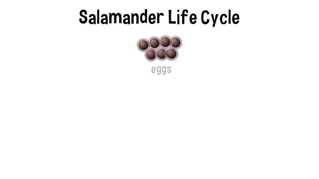 Animation of original illustration of the life cycle of a salamander