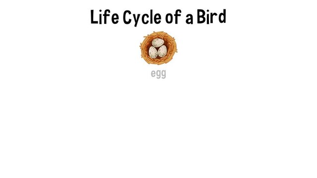 Life Cycle Of A Finch Bird Showing All Stages From Egg To Adult