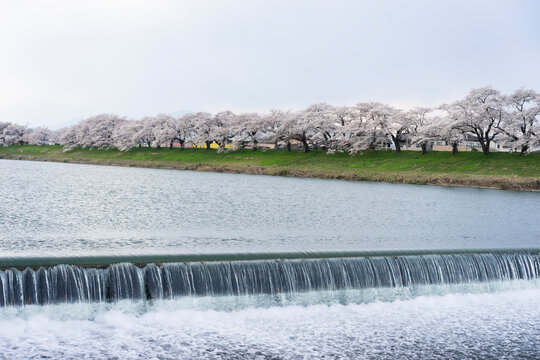 白石川堤一目千本桜