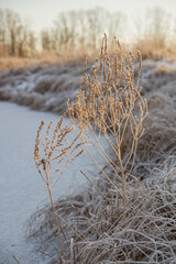 Breath of winter, first ice on the lake, dawn on a frosty morning with frost on the grass, close-up of frost, patterns on the first ice