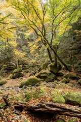 秋の花貫渓谷