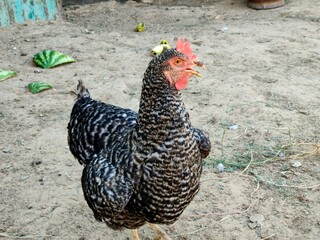 Close-up of a chicken on a farm. Grey chicken.