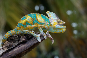 High Pied veiled chameleon on wood © kuritafsheen