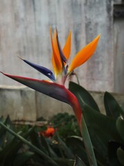 Obraz premium bird of paradise flower