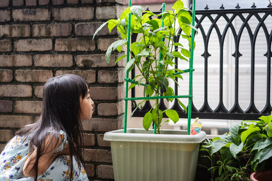 プランターの植物を観察する日本人の女の子