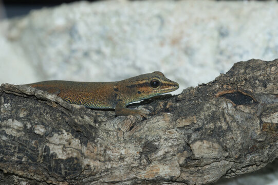 A closeup on the critically endangered turquoise Williams Electric Blue dwarf gecko, Lygodactylus williamsi