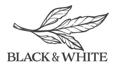 Black and white floral design, foliage monochrome sketch outline